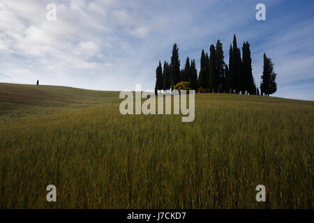 Primavera nei pressi di San Quirico d'Orcia, Toscana, Italia Foto Stock