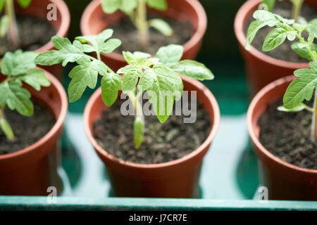 Giardiniere delizia della pianta di pomodoro piantine che crescono in plastica vasi di piante in serra, UK. Foto Stock