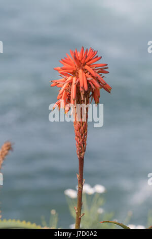 Prima fioritura di Rosso Aloe fiore a Joshua tree desert Foto Stock