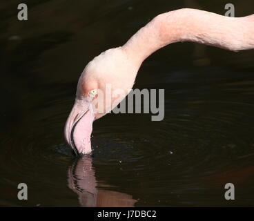 Extreme closeup della testa di una matura unione fenicottero maggiore (Phoenicopterus roseus) rovistando in un lago. Foto Stock