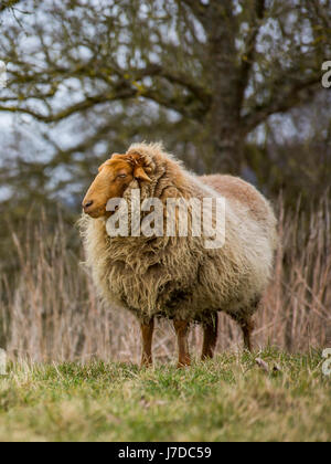 Wooly Coburger Fuchsschaf o Coburg Fox ovini Foto Stock