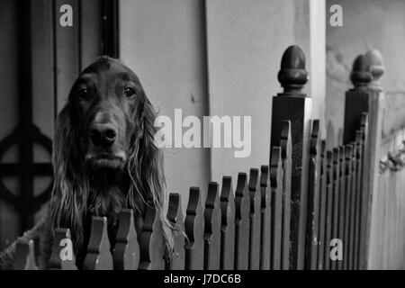 Un cane ritratto in bianco e nero Foto Stock