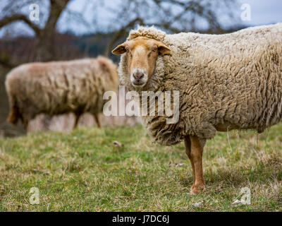 Wooly Coburger Fuchsschaf o Coburg Fox ovini Foto Stock