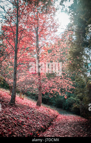 Passaggio pedonale tranquilla e rosso Albero in autunno Foto Stock