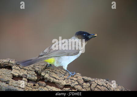 Dark-capped bulbul (Pycnonotus tricolore) in Zambia Foto Stock