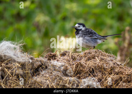 Regno Unito Wildlife: adulto pied wagtail (motacilla alba) su una fattoria dopo preening stesso, Yorkshire, Regno Unito Foto Stock