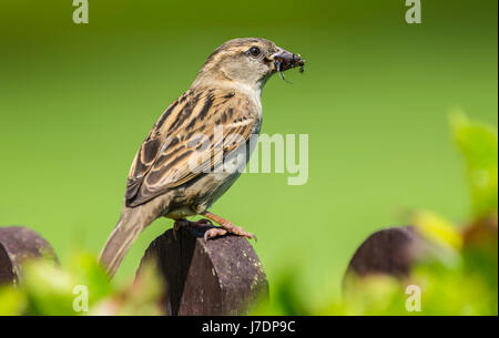 Femmina adulta casa passero (Passer domesticus) appollaiato su un ramo di mangiare un insetto a inizio estate nel West Sussex, in Inghilterra, Regno Unito. Foto Stock