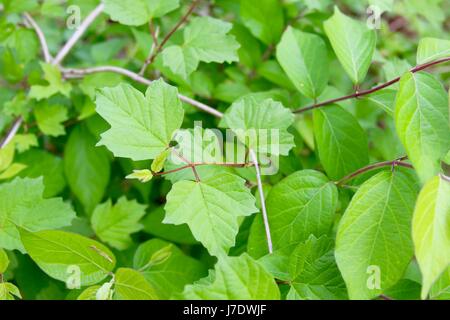 Una giornata sulle piste e nella foresta. Foto Stock