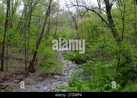 Una giornata sulle piste e nella foresta. Foto Stock