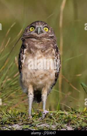 Scavando la civetta (Athene cunicularia) in Cape Coral Florida Foto Stock