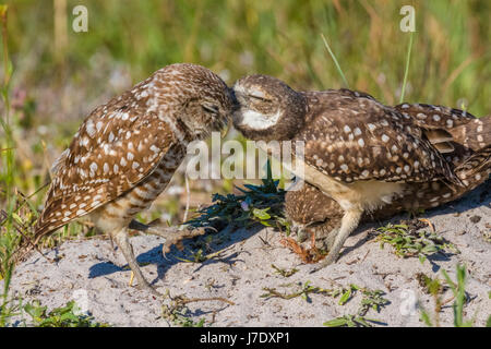 Scavando Civetta (Athene cunicularia) in Cape Coral Florida Foto Stock