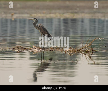 Airone cenerino ardea cinera stava su canneti e piante nella rurale Scena di fiume Foto Stock