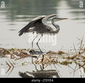 Airone cenerino ardea cinera stava su canneti e piante nella rurale Scena di fiume Foto Stock