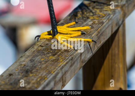 Risultati piedi Foto Stock