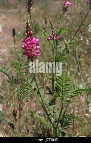 Onobrychis viciifolia Foto Stock