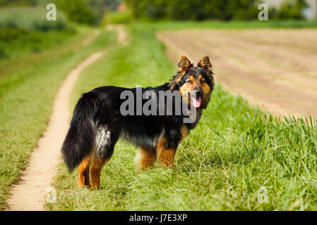 Il boemo Pastore è una razza di cane noto anche come Chodsky pes o il Chodenhund. Foto Stock