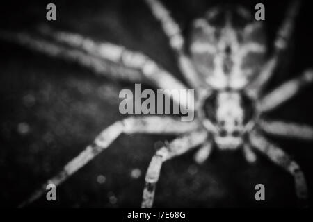 Philodromidae spider stile horror extreme foto macro Foto Stock