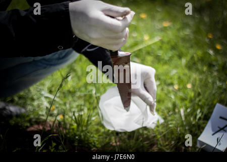 La scena del crimine, omicidio, indagine, la polizia ha trovato un coltello insanguinato in erba e considerato come prova, esperto con i guanti di gomma viene prelevato e posizionato Foto Stock