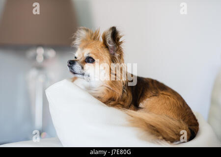 Cane della chihuahua Foto Stock