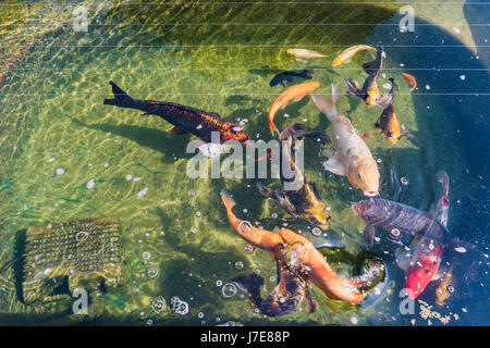 Laghetto in giardino con carpe koi Foto Stock