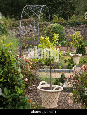 Lemon Tree circondato da albicocca 'Lady Emma Hamilton' Roses Foto Stock