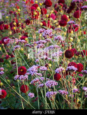 Verbena bonariensis e Dalia " Mille e Una Notte" Foto Stock