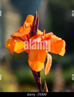 Canna Wyoming Foto Stock