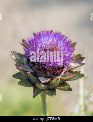 Dettaglio di una testa di cardo Foto Stock