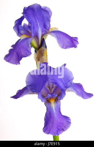 Blue-barbuto Iris cut-out in close-up Foto Stock