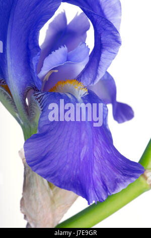 Blue-barbuto Iris cut-out in close-up Foto Stock