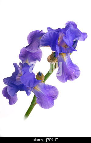 Blue-barbuto Iris cut-out in close-up Foto Stock