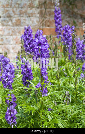 Aconitum napellus. Monkshood fiore. Aconitum fiori Foto Stock