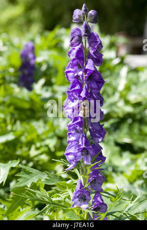 Aconitum napellus. Monkshood fiore. Aconitum fiori Foto Stock