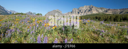 Di fiori alpini Glacier National Park Montana USA fiori selvatici fiore Foto Stock