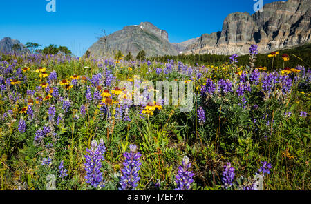 Di fiori alpini Glacier National Park Montana USA fiori selvatici fiore Foto Stock