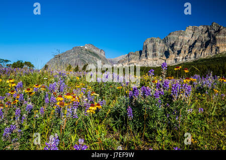 Di fiori alpini Glacier National Park Montana USA fiori selvatici fiore Foto Stock