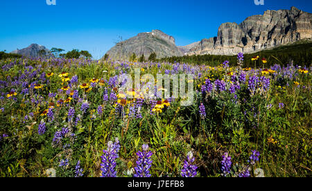 Di fiori alpini Glacier National Park Montana USA fiori selvatici fiore Foto Stock
