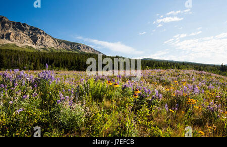 Di fiori alpini Glacier National Park Montana USA fiori selvatici fiore Foto Stock