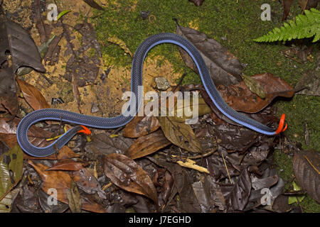 Corallo blu Snake Foto Stock