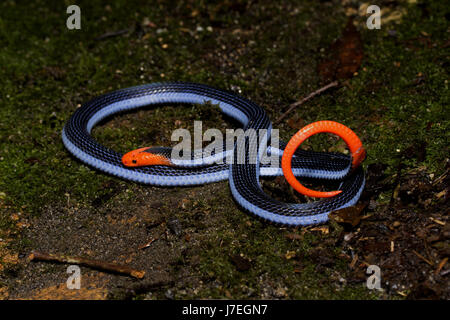 Corallo blu Snake Foto Stock