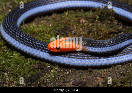 Corallo blu Snake Foto Stock