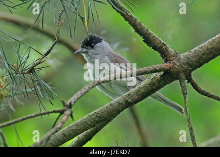 Capinera maschio a cantare da un ramo in alberi Foto Stock