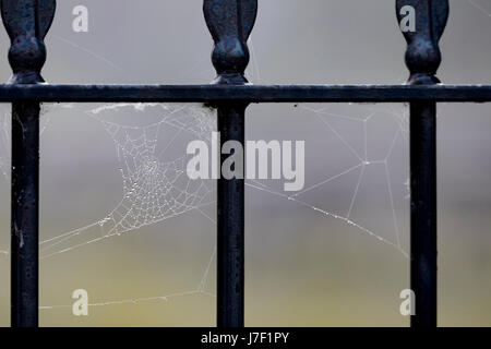 Chester, Cheshire, 25 maggio 2017 UK Meteo. La giornata inizia con la nebbia costiera e aree interne di questa mattina prima che il sole brucia è lontano di essere ancora un altro giorno caldo per molti nel Regno Unito. Un inizio di nebbia in Chester prima che diventi il giorno più caldo dell'anno finora questo anno con la formazione di rugiada su cob webs questa mattina sulle ringhiere vicino a Chester Race Course. © DGDImages/Alamy Live News Foto Stock