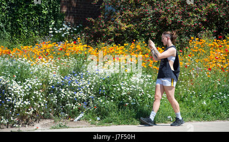 Brighton, Regno Unito. 25 Maggio, 2017. Un oasi di colore ha germogliato nel centro città di Brighton durante il caldo come un prato di fiori selvatici ha fiorì tra traffico e cassonetti per il riciclaggio provocando agitazione in Edward Street . Le previsioni per domani per essere il giorno più caldo dell'anno finora Credito: Simon Dack/Alamy Live News Foto Stock