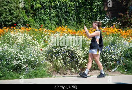 Brighton, Regno Unito. 25 Maggio, 2017. Un oasi di colore ha germogliato nel centro città di Brighton durante il caldo come un prato di fiori selvatici ha fiorì tra traffico e cassonetti per il riciclaggio provocando agitazione in Edward Street . Le previsioni per domani per essere il giorno più caldo dell'anno finora Credito: Simon Dack/Alamy Live News Foto Stock