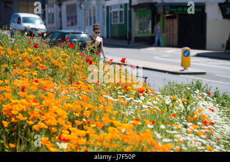 Brighton, Regno Unito. 25 Maggio, 2017. Un oasi di colore ha germogliato nel centro città di Brighton durante il caldo come un prato di fiori selvatici ha fiorì tra traffico e cassonetti per il riciclaggio provocando agitazione in Edward Street . Le previsioni per domani per essere il giorno più caldo dell'anno finora Credito: Simon Dack/Alamy Live News Foto Stock