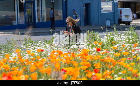 Brighton, Regno Unito. 25 Maggio, 2017. Un oasi di colore ha germogliato nel centro città di Brighton durante il caldo come un prato di fiori selvatici ha fiorì tra traffico e cassonetti per il riciclaggio provocando agitazione in Edward Street . Le previsioni per domani per essere il giorno più caldo dell'anno finora Credito: Simon Dack/Alamy Live News Foto Stock