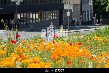 Brighton, Regno Unito. 25 Maggio, 2017. Un oasi di colore ha germogliato nel centro città di Brighton durante il caldo come un prato di fiori selvatici ha fiorì tra traffico e cassonetti per il riciclaggio provocando agitazione in Edward Street . Le previsioni per domani per essere il giorno più caldo dell'anno finora Credito: Simon Dack/Alamy Live News Foto Stock