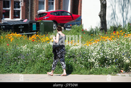 Brighton, Regno Unito. 25 Maggio, 2017. Un oasi di colore ha germogliato nel centro città di Brighton durante il caldo come un prato di fiori selvatici ha fiorì tra traffico e cassonetti per il riciclaggio provocando agitazione in Edward Street . Le previsioni per domani per essere il giorno più caldo dell'anno finora Credito: Simon Dack/Alamy Live News Foto Stock