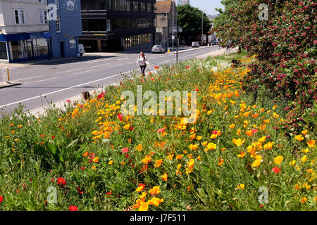Brighton, Regno Unito. 25 Maggio, 2017. Un oasi di colore ha germogliato nel centro città di Brighton durante il caldo come un prato di fiori selvatici ha fiorì tra traffico e cassonetti per il riciclaggio provocando agitazione in Edward Street . Le previsioni per domani per essere il giorno più caldo dell'anno finora Credito: Simon Dack/Alamy Live News Foto Stock